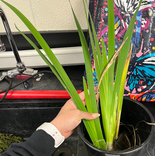 <ul><li><p>yellow flower</p></li></ul><p></p>