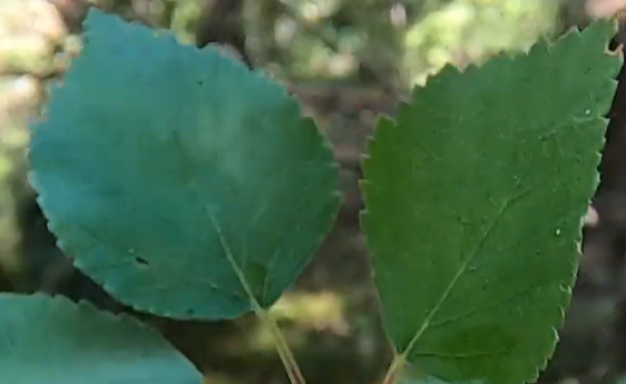 <p>inte så hängande grenar, lite rundare blad, som är lite hårigt</p>