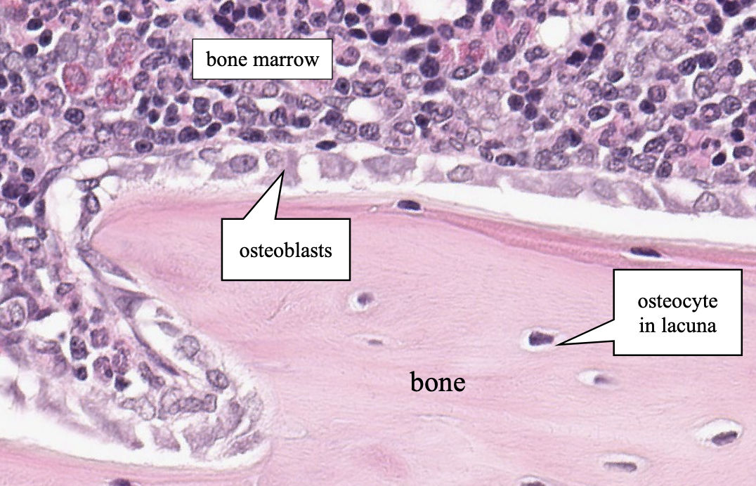 <p>what is the term for the area covered by bone marrow in this picture?</p>