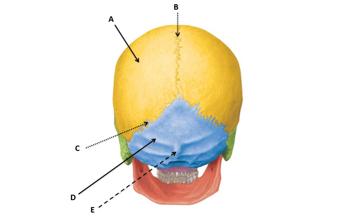 <p>C</p>