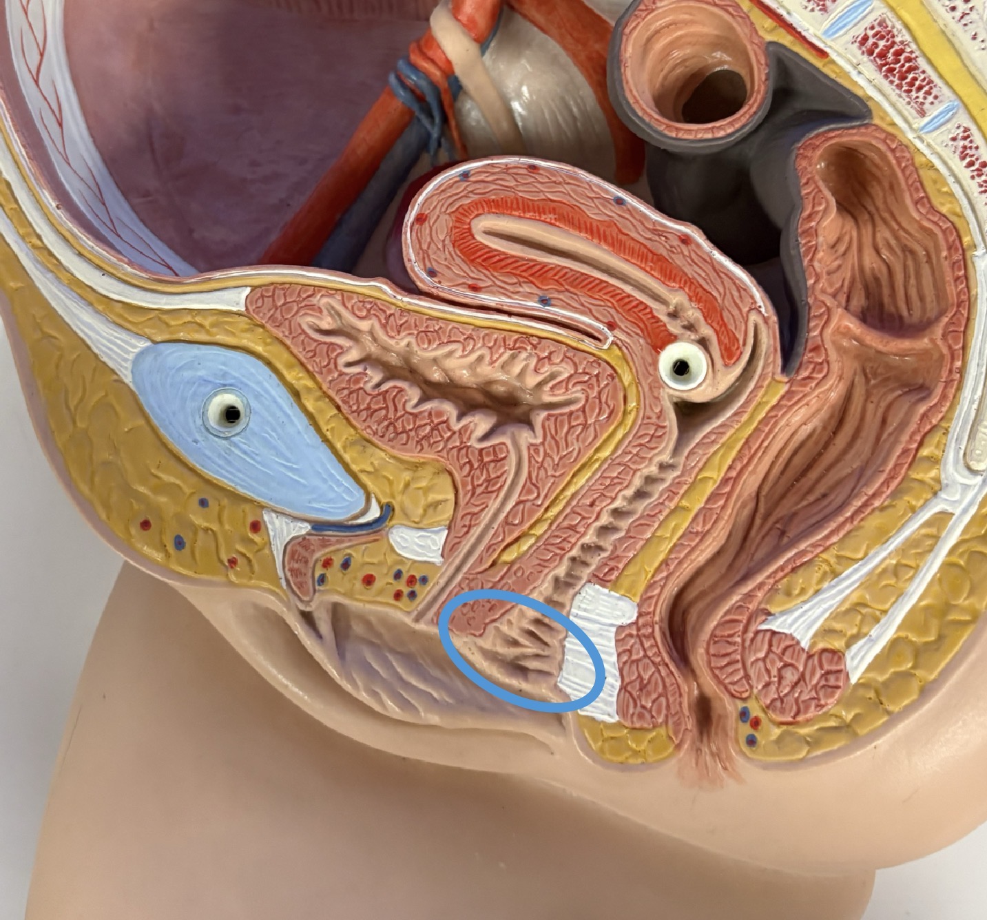 <p>external opening</p>