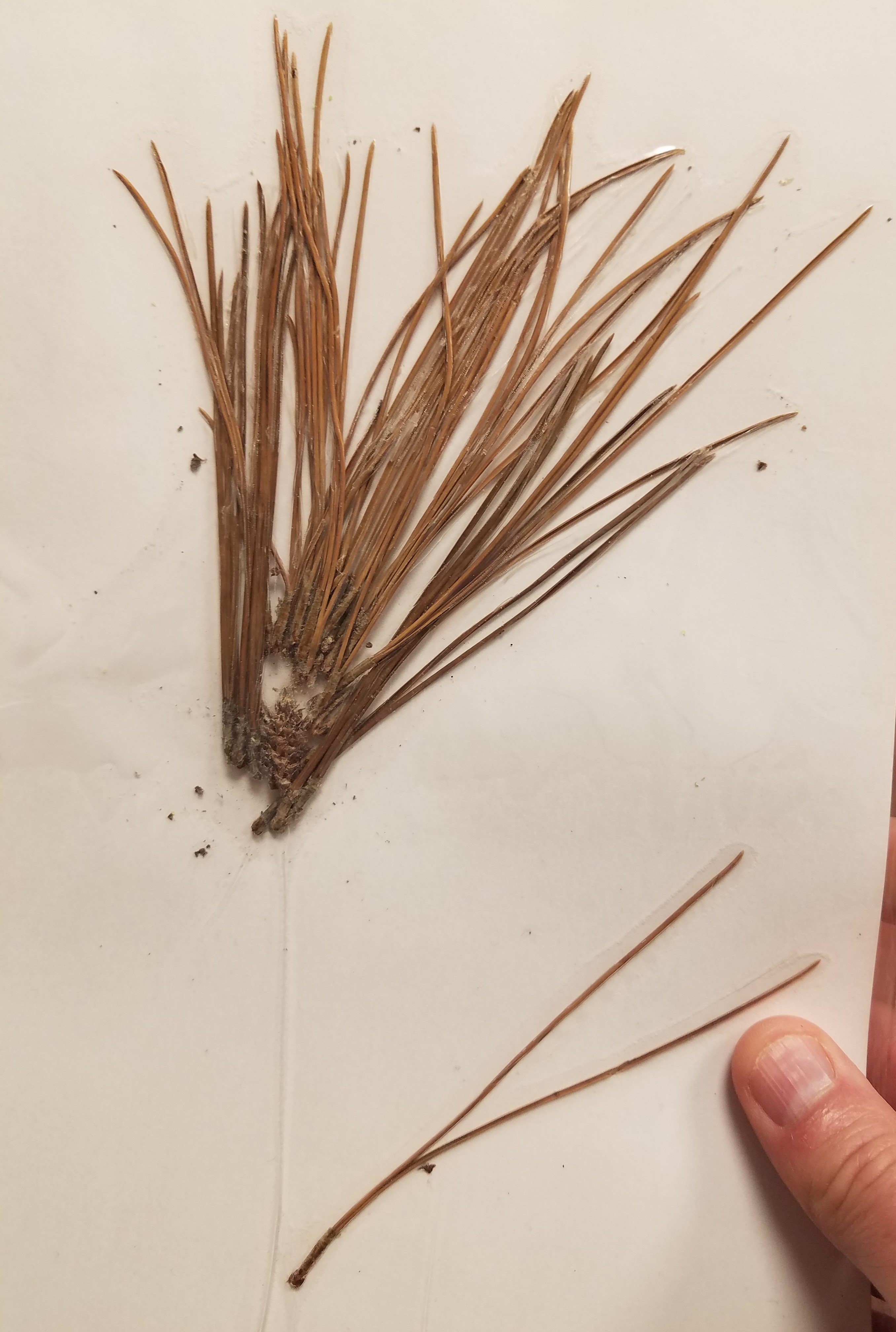 <p>What is the common name?</p>