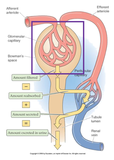 <p>Efferent arteriole</p>