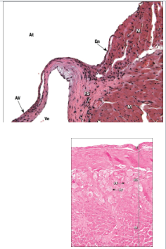 <p>The layers of heart wall</p><ul><li><p><strong>Endocardium</strong></p><ul><li><p>Comparable to tunica interna</p></li><li><p>Endothelium plus a loose connective tissue</p><ul><li><p>Folds inward to form valve flaps</p></li></ul></li></ul></li><li><p><strong>Subendocardial layer</strong></p><ul><li><p>ventricles contain Purkinje fibers for contraction</p></li></ul></li><li><p><strong>Myocardium</strong>—middle and thickest layer, cardiac muscle cells, similar to tunica media</p></li><li><p><strong>Epicardium</strong>—on outer surface of heart</p><ul><li><p>Visceral pericardium</p><ul><li><p>Simple squamous mesothelium with underlying fibrous connective tissue</p></li><li><p>Layer in which coronary vessels travel</p></li></ul></li></ul></li></ul><p></p>