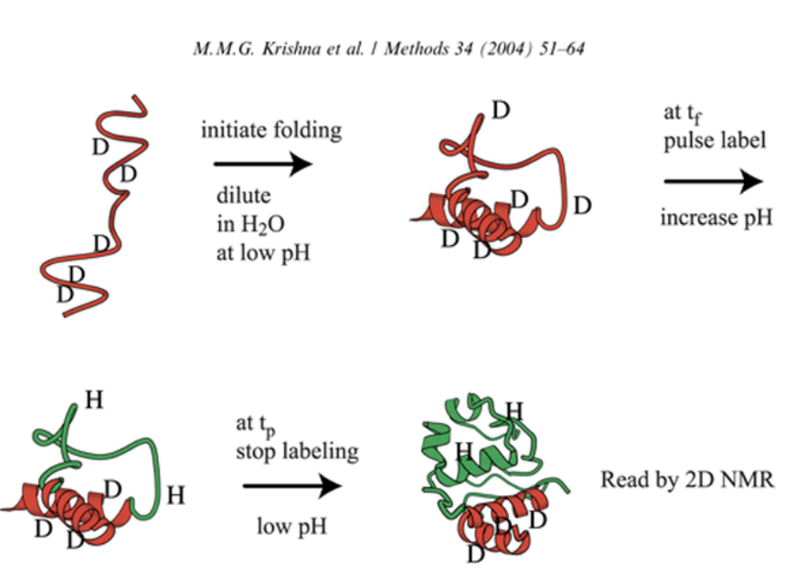 <p></p><p><strong><em>How do we know how proteins fold?</em></strong></p><p>generally done with backbone amines protonated—> let sit in deuterium until we get an exchange to occur</p><p>These results look different in NMR- we can see the odd nucleus on the hydrogen but not on the deuterium </p><p>rapid exchange of hydrogen for deuterium if we put a small molecule in - </p><p><strong><em>if involved in a hydrogen bond </em></strong>- exchange rate will slow because the h-bond is stabilizing in an energetic minimum</p><ol><li><p>start letting the protein fold</p></li><li><p>dilute it into water (with syringe on rapid automated timescale) with lower pH to control the exchange- no exchange with the solvent of deuteriums</p></li><li><p>increase pH that is amenable to eltting the amine exchange with the protons on the water- will exchange more rapidly than in low pH - won’t exchange to the same degree</p></li><li><p>hit with final time with low pH to stop the exchange, let protein continue to fold</p></li><li><p>—>throw inot nMR</p></li></ol><ul><li><p>pulse it, hit with stock at low pH, this will tell us what happened at the beginning</p></li></ul><p><strong><em>by doing this in different time scales, can see the processes at different points in folding process</em></strong></p><p></p>