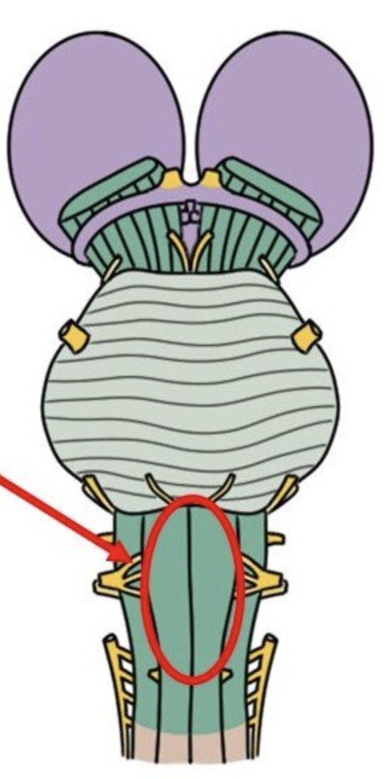 <p>Medulla structures containing motor pathways.</p>
