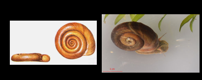 <p>What Phylum, Class, and type of coiling is this?</p>