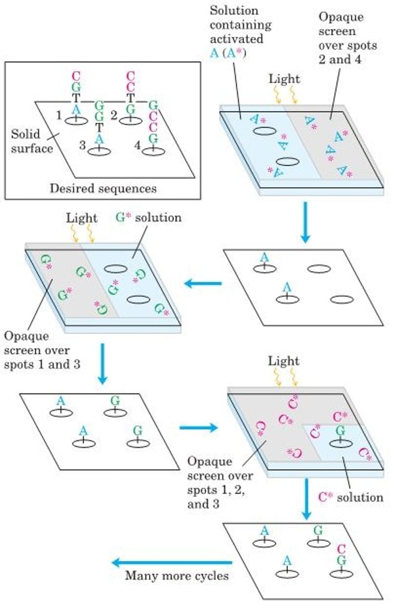 <p>Photolithography. This technique for preparing a DNA microarray makes use of nucleotide precursors that are activated by light, joining one nucleotide to the next in a photoreaction (as opposed to the chemical process illustrated in Fig. 8-38). A computer is programmed with the oligonucleotide sequences to be synthesized at each point on a solid surface. The surface is washed successively with solutions containing one type of activated nucleotide (A, G, etc.). As in the chemical synthesis of DNA, the activated nucleotides are blocked so that only one can be added to a chain in each cycle. A screen covering the surface is opened over the areas programmed to receive a particular nucleotide, and a flash of light joins the nucleotide to the polymers in the uncovered areas. This continues until the required sequences are built up on each spot on the surface. Many polymers with the same sequence are generated on each spot, not just the single polymer shown. Also, the surfaces have thousands of spots with different sequences (see Fig. 9-22); this array shows just four spots, to illustrate the strategy.</p>