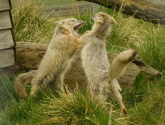 <p>the struggle between organisms to survive in a habitat with limited resources</p>
