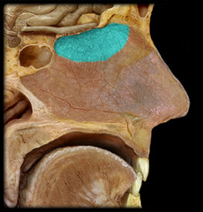 <p>mucous membranes that contain smell receptors</p>