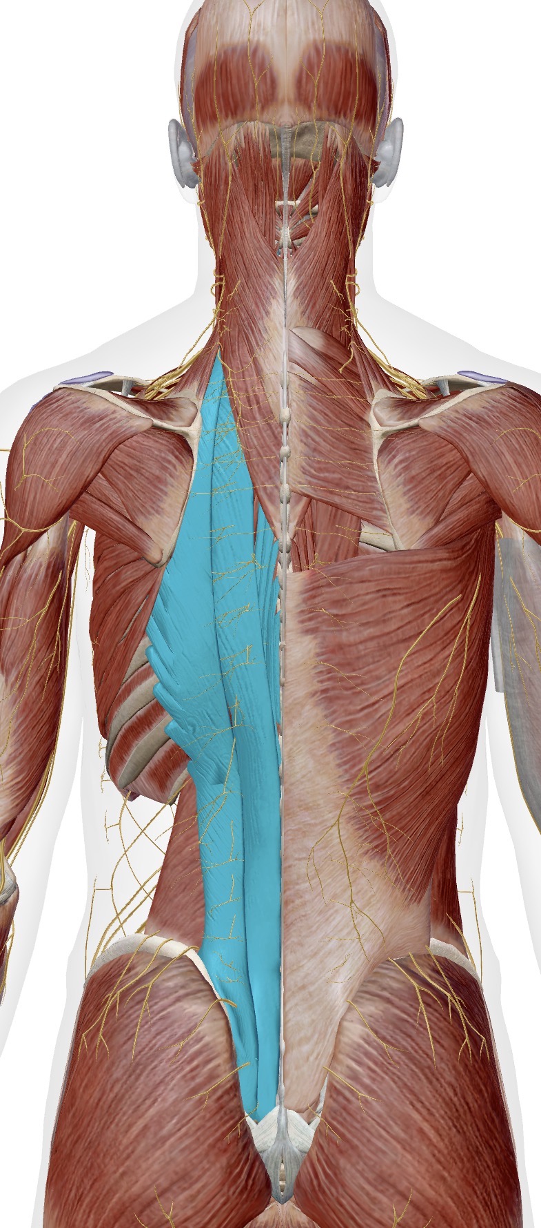 <p>Muscle</p>