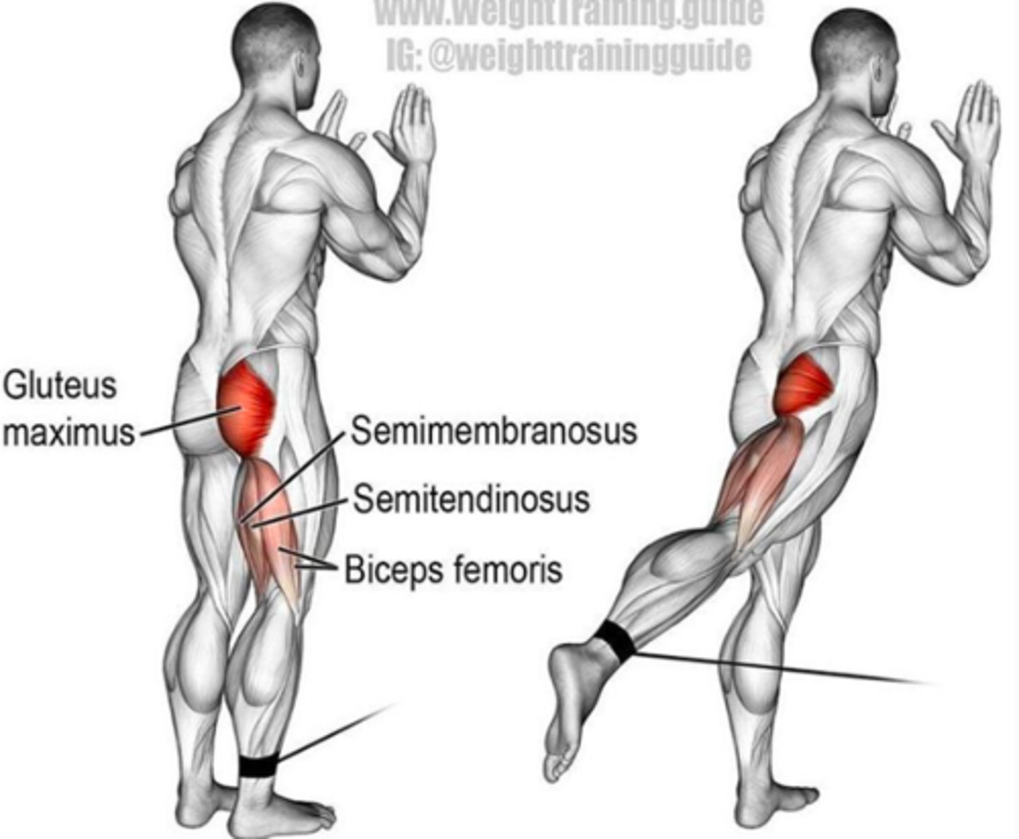 <p>Gluteus maximus, semitendinosus, semimembranosus, and biceps femoris</p>