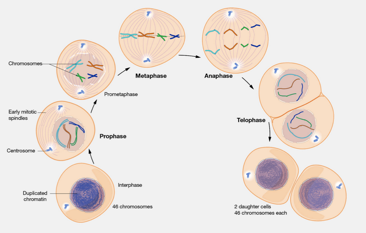 <ol><li><p>Interphase</p></li><li><p>Prophase</p></li><li><p>Prometaphase</p></li><li><p>Metaphase</p></li><li><p>Anaphase </p></li><li><p>Telophase</p></li></ol><p></p>
