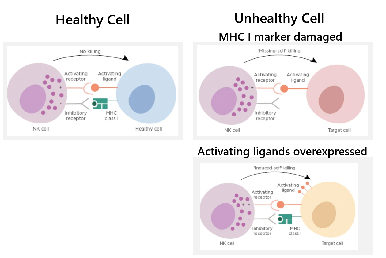 <ul><li><p>natural killer cells - NK cells patrol tissues, looking for body cells with abnormal or missing MHC I markers (don’t rely on specific antigens), thus identifying cells infected with a pathogen (intracellular virus) or cells that are cancerous. NK cells detect unhealthy cells, then apoptose them.</p></li></ul><p></p><ul><li><p>NK cells check body cells all the time. the NK cell has two receptors which detect whether the cell is healthy or unhealthy</p><ul><li><p>healthy - the activating receptor on the NK cell binds to its receptor on the healthy cell, and the MHC I marker on the healthy cell binds to the inhibitory receptor on the NK cell. the cell is recognised as ‘self’ and no activation of the NK cell occurs</p></li><li><p>unhealthy (damaged MHC I marker) - the activating receptor on the NK cell binds to its receptor on the infected cell, but the MHC I marker on the infected cell is damaged/missing and cannot bind to the inhibitory receptor on the NK cell. the cell is recognised as ‘non-self’ → NK cell is activated + starts apoptosis pathway</p></li><li><p>unhealthy (overexpressed activating ligands) - NK cells can also detect when activating ligands are overexpressed, which can occur in both cancerous cells and virally infected cells.</p></li></ul></li></ul><p></p>