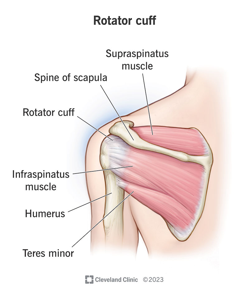 <p>stabilise and move the shoulder at glenohumeral joint</p>