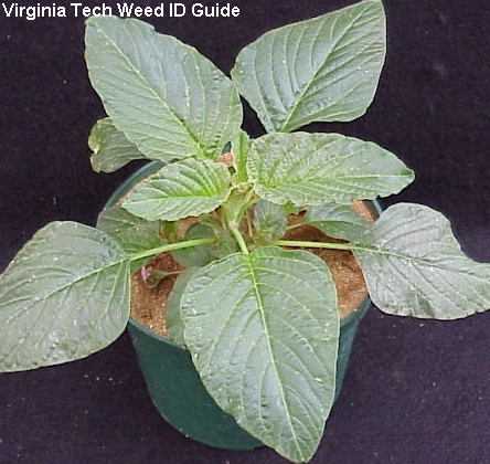<p>Identify the weed</p>
