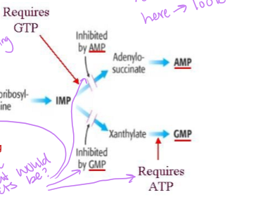 <p>adenylo-succinate is inhibited by AMP and requires GTP to be produced, and xanthylate in inhibited by GMP and requires ATP to then be converted into GMP</p>