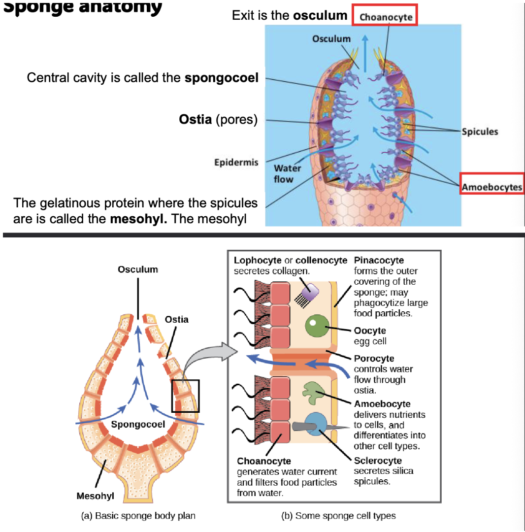 <p>chonaocytes—generates water currents to filter food, then engulfs bacteria/food particles by phagocytosis</p><p>mesohyl—gas exchange, support, and waste removal</p><p>amoebocytes—take up food, digest it, carry nutrients to other cells, manufacture spicules, and can become gametes</p>