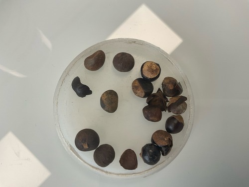 <p>petit marron, grelot </p>