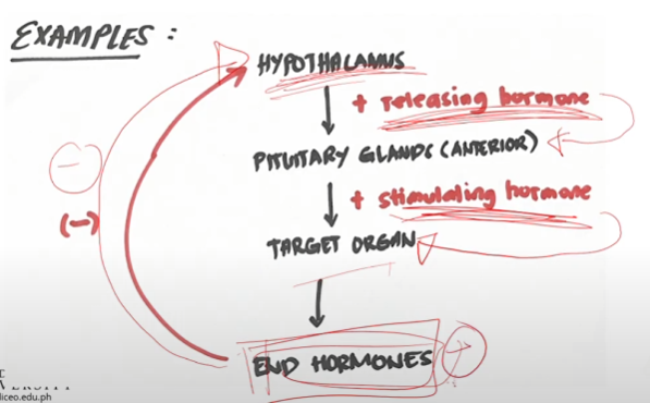 <p>Blurt how negative feedback works</p>