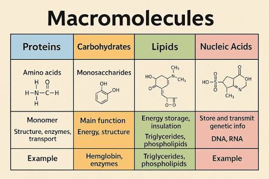 <p>Large complex molecules typically composed of thousands of atoms, including proteins, nucleic acids, carbohydrates, and lipids, which are essential for the structure and function of cells.</p>