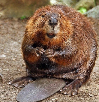 <p>North American beaver </p>