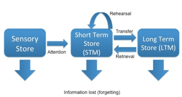 <p>Sensory information (immediate)</p><ul><li><p>Iconic- visual sensory memories</p></li><li><p>Echoic- auditory sensory memories</p></li><li><p>Haptic- somatosensory memories</p></li></ul><p>Short-term (working) Memory</p><ul><li><p>Can rehearse to keep it here</p></li><li><p>Information can be retrieved from long-term memory</p></li></ul><p>Long-term Memory</p><ul><li><p>Storage of information from short-term memory</p></li></ul><p></p>