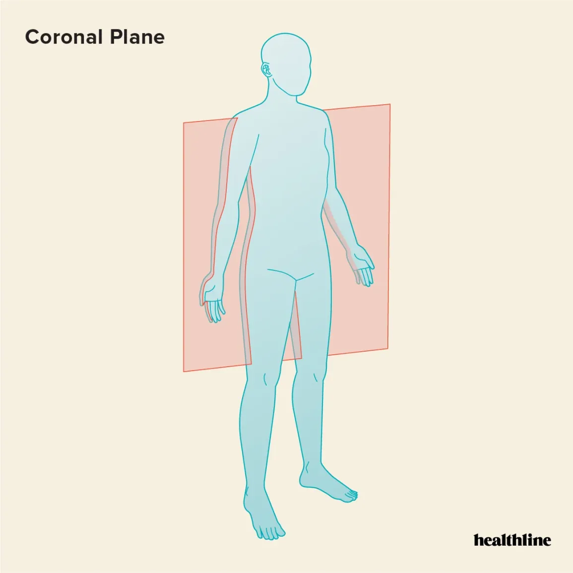 <p>divides body into front and back portion </p>