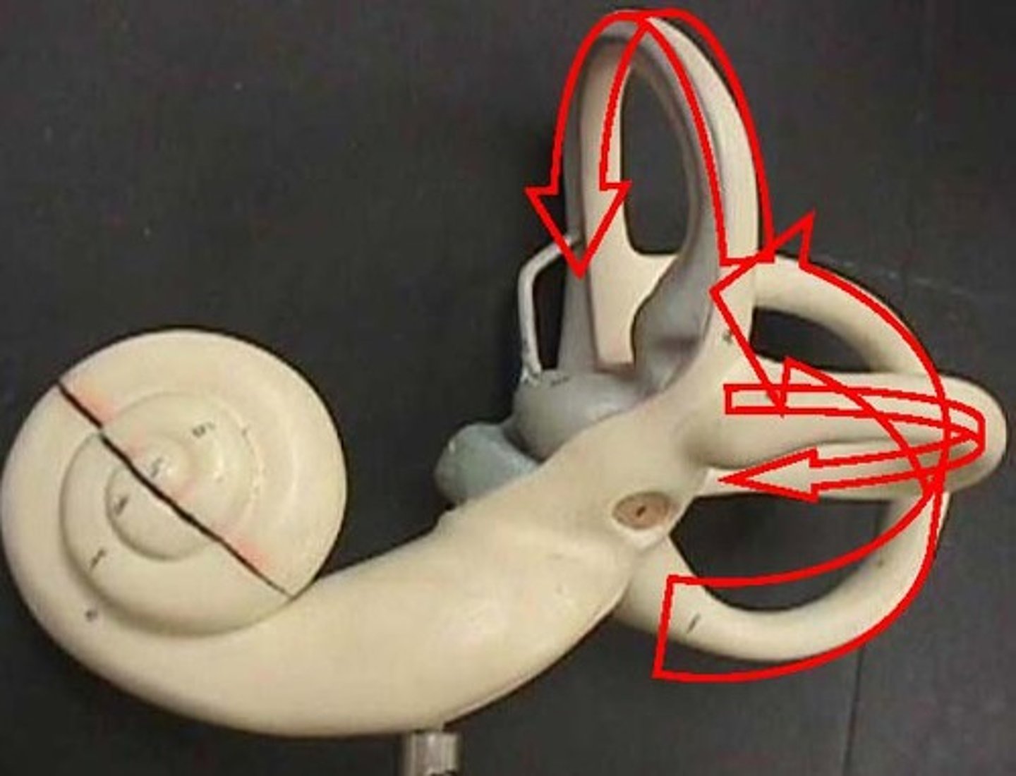 <p>passages in the inner ear associated with maintaining equilibrium</p>