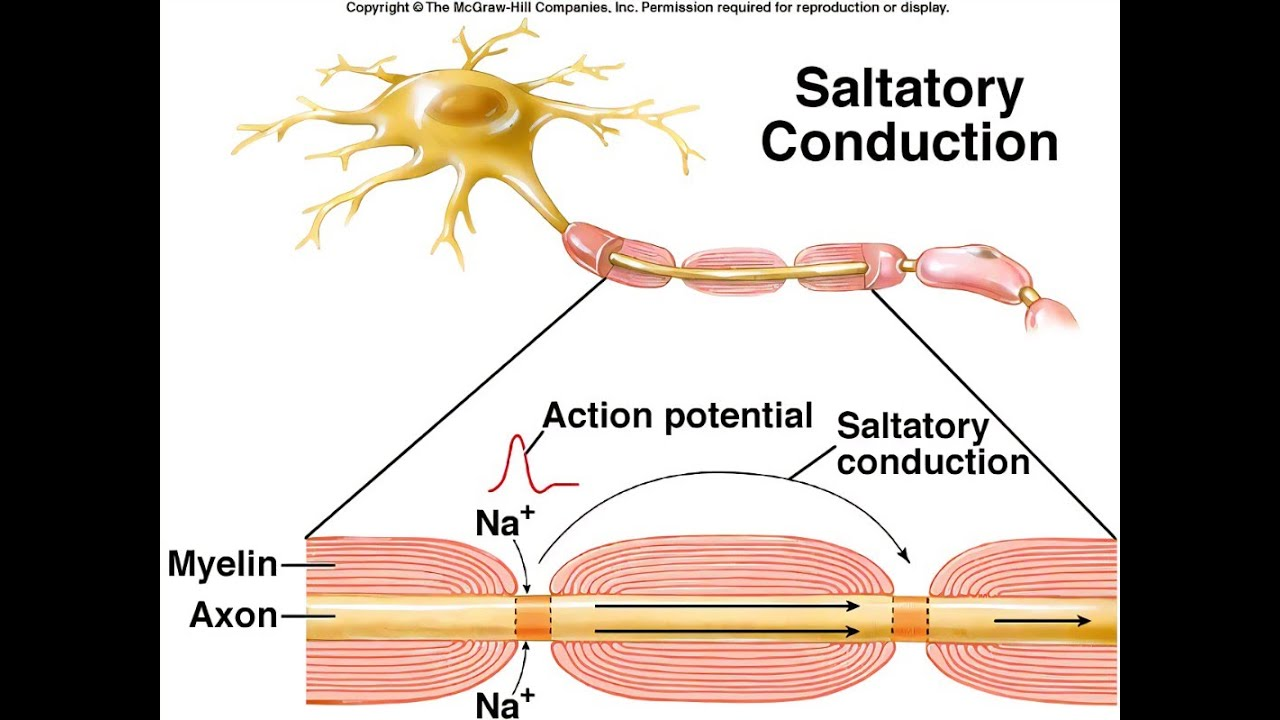 <p>The rapid way an action potential jumps along a myelinated nerve fibre from one gap to the next. <br>It makes nerve signal transmission much faster and more energy-efficient than continuous conduction.</p>
