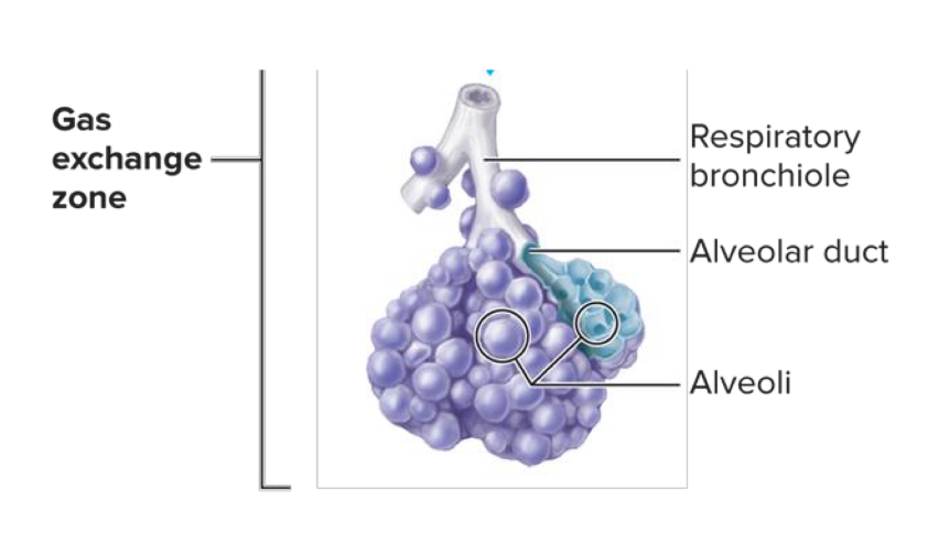 <ul><li><p>gas exchange occurs in the bronchioles and the alveoli </p></li><li><p><strong>intrapulmonary pressure</strong>: the pressure in the alveoli </p></li></ul><p></p>