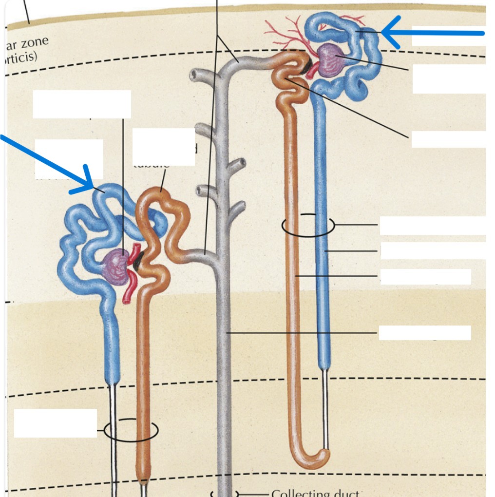 <p>Which part of the nephron:</p><ul><li><p>Proximal to DCT, blue</p></li></ul><p></p>