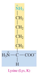 <p>polar basic amino acid with amine as R group </p>
