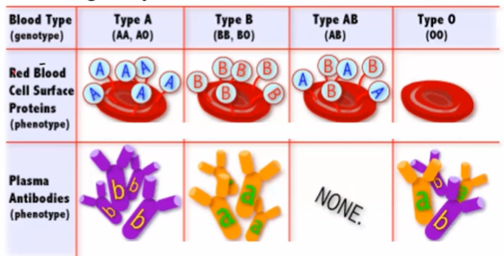 <ul><li><p>O = universal <u>donor</u></p></li><li><p>AB = universal <u>receiver</u></p></li></ul><p></p>