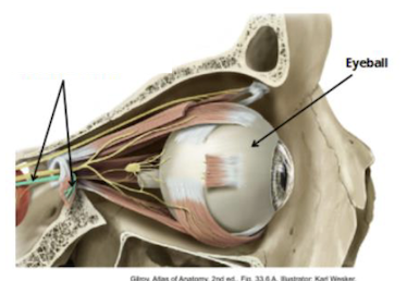 <p>Identify + describe the nerve </p>