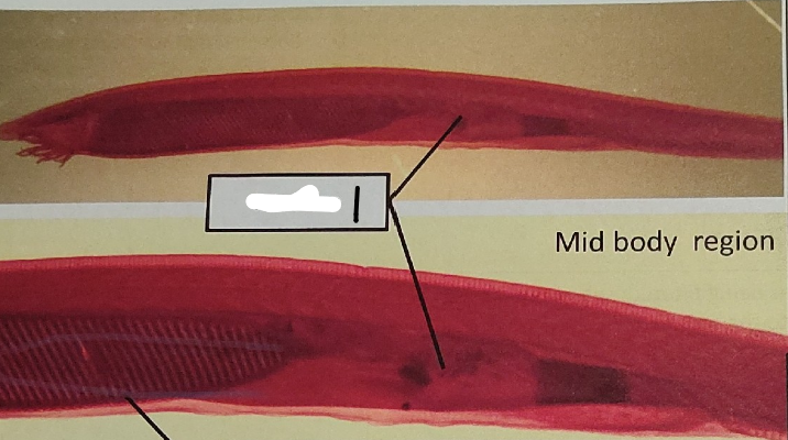 <p>what is this point on the lancelet </p>