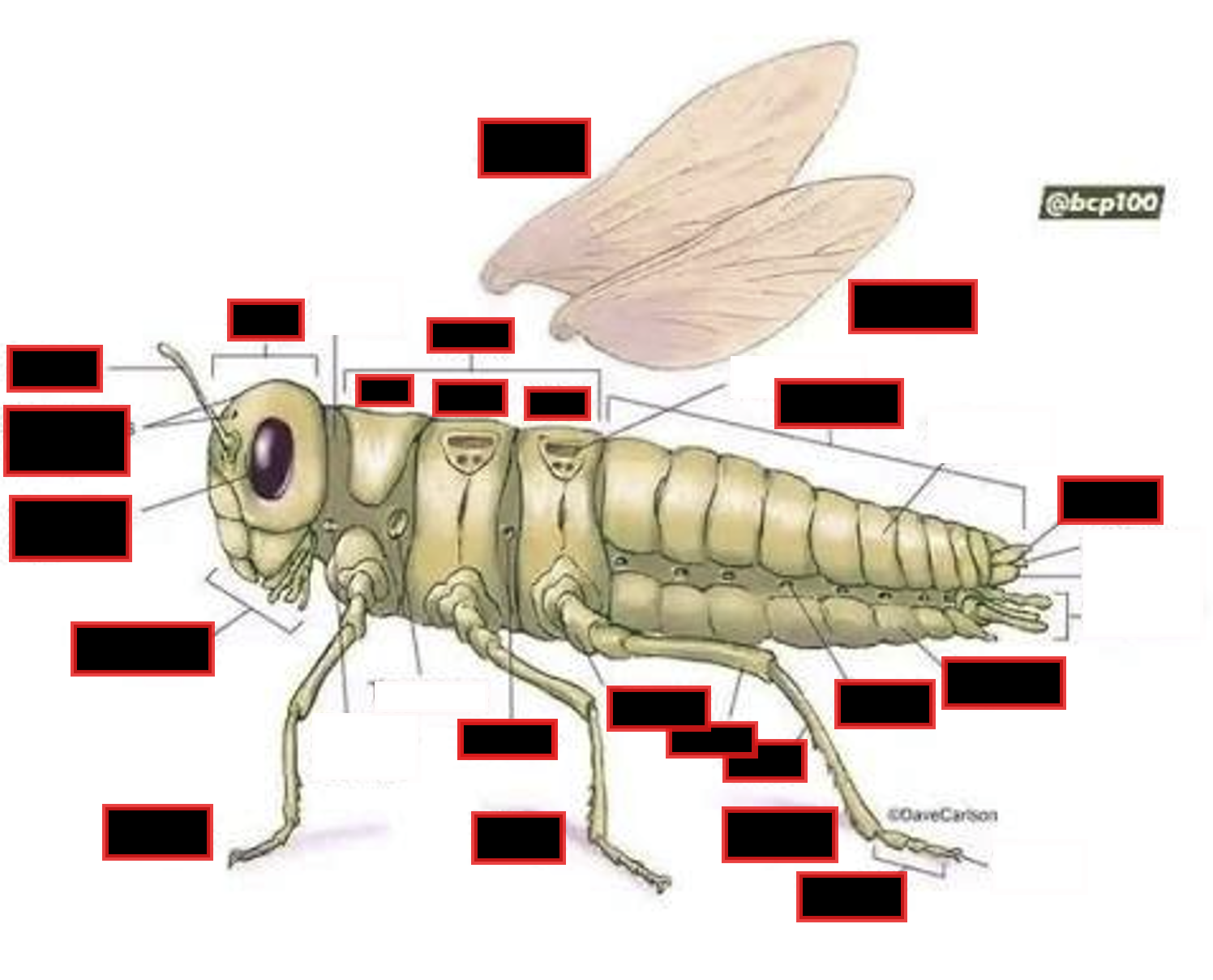 term image