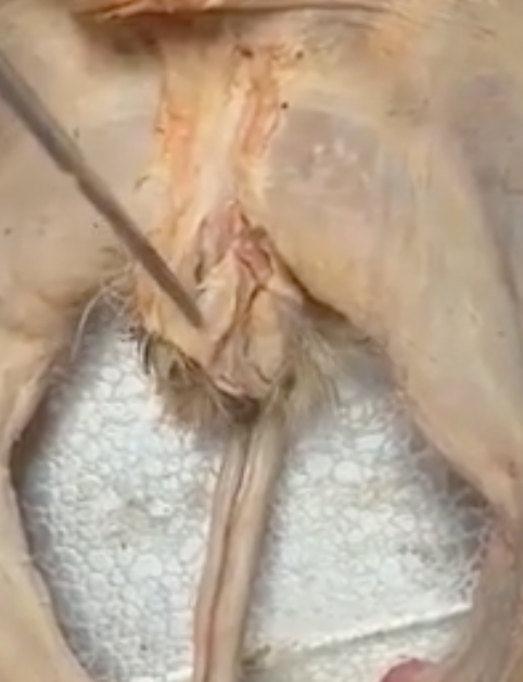<p>what is the prong touching</p>