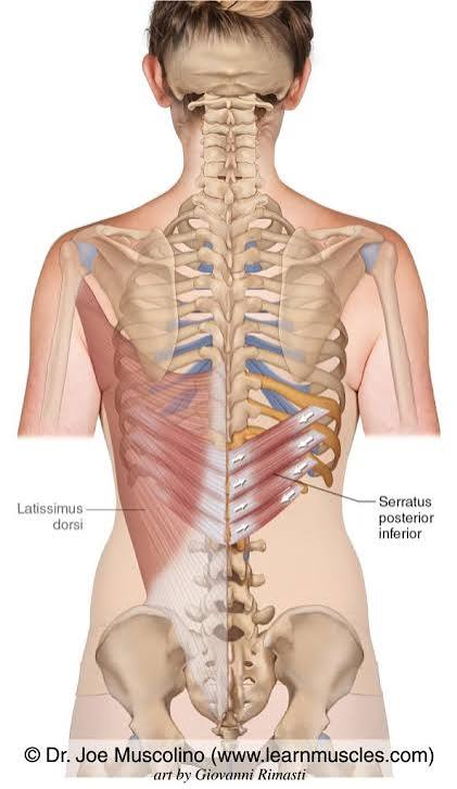<p>serratus posterior inferior</p>