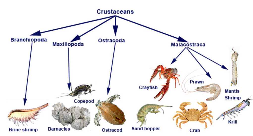 <p>non-hexapod Arthropod</p>