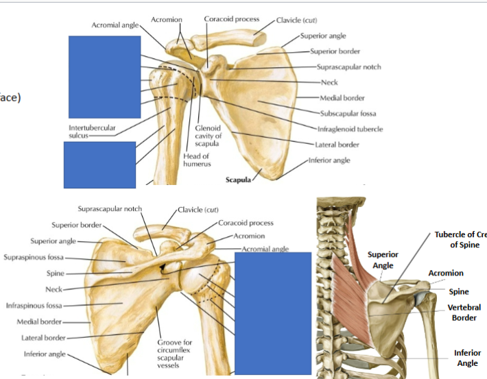 <ol><li><p>ventral (costal) surface</p><ol><li><p>smooth, sits on the ribs</p></li></ol></li><li><p>dorsal surface</p><ol><li><p>big bar of bone on it</p></li></ol></li></ol><p></p>