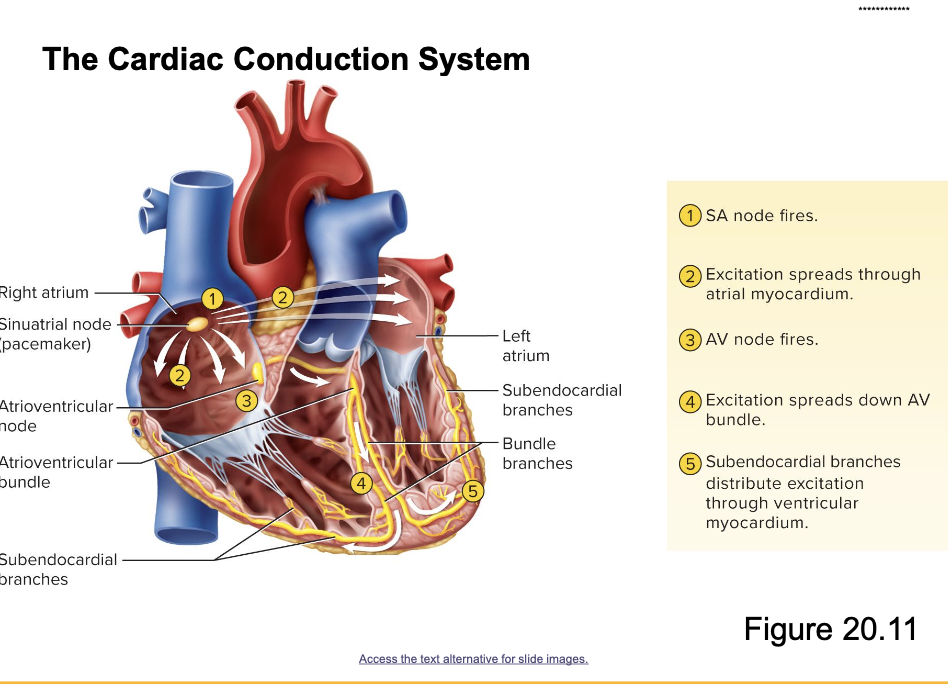 <p>** know the cardiac conduction system</p>