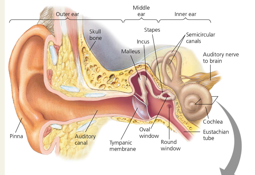 <p><strong>Eustachian tube</strong>: connects middle ear to nasopharynx.<strong> Ossicles:</strong> bones that amplify sound in middle ear: <strong>Malleus, incus, and stapes</strong>. <strong>Oval window </strong>: membrane covered opening connects middle to inner ear. </p>