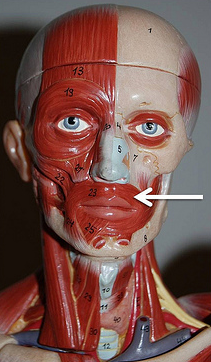 <p>Muscle, Action. Perform the action on your own body</p>