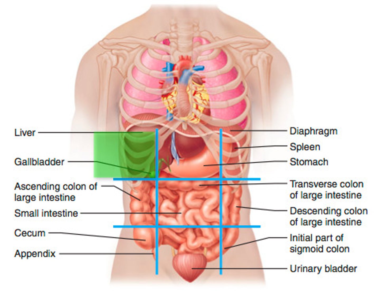 <p>lateral to the epigastric region, spleen (left), liver (right)</p>