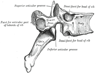 <p>What General Structure of Vertebrae? </p>