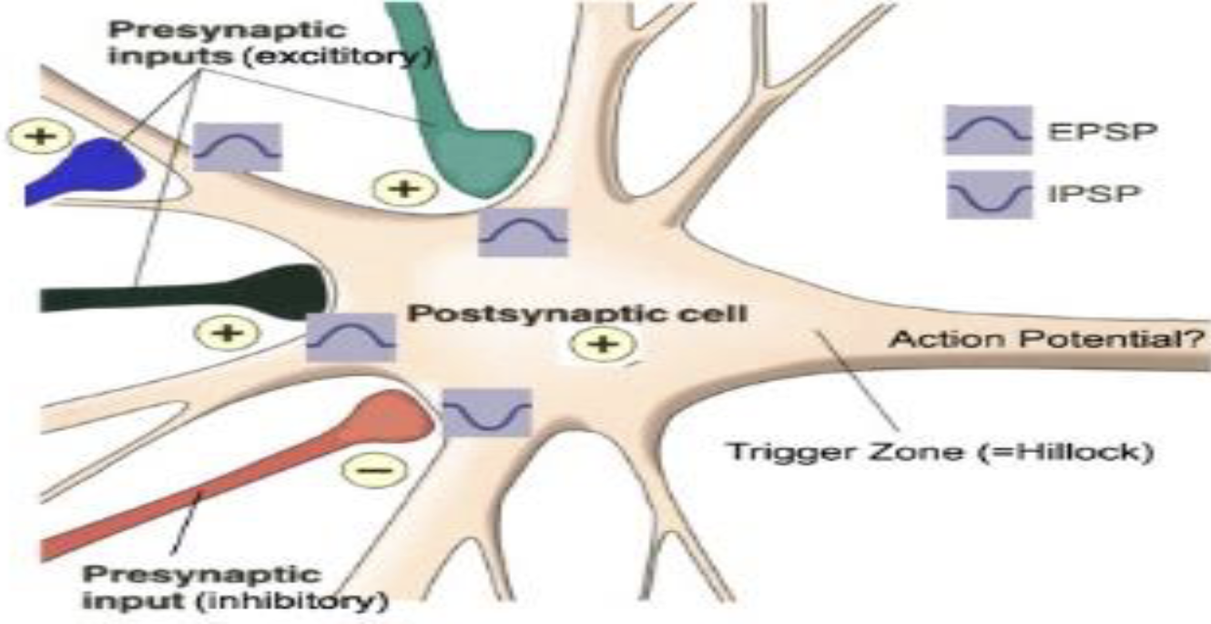 <p><strong>Postsynaptic Inhibition</strong></p><ul><li><p>What is postsynaptic inhibition?</p><ul><li><p>Which type of inhibition directly inhibits development of an action potential?</p></li></ul></li></ul><p></p>