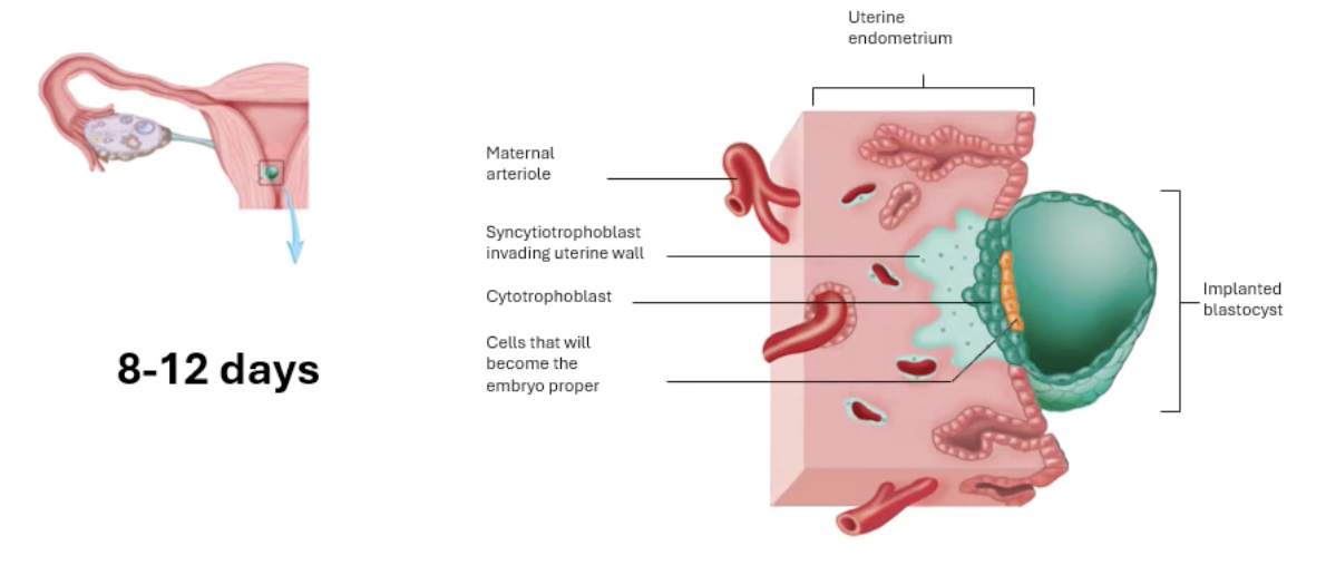 <p>Until now:</p><ul><li><p>Cells survided on nutrients that were part of originals cells cytosol</p><ul><li><p>+ secretions by walls of uterus</p><ul><li><p>Uterine milk</p><ul><li><p>glycogen rich</p></li></ul></li></ul></li></ul></li></ul><p></p><ul><li><p>As cells get bigger, diffusion of nutrients won’t work</p><ul><li><p>needs connection to mother’s circulatory system</p></li></ul></li></ul><p></p><p></p><p>IMPLANTATION and formation of the placenta (8-12 days) <br><br></p><ol><li><p>Blastocyst reaches Uterine Endometrium</p></li></ol><p></p><ul><li><p>When the blastocyst reaches this layer, it is very thick and vascular</p><ul><li><p>Large blood supply</p></li></ul></li></ul><p></p><ul><li><p>Blastocyst orients region of<u> inner cell mass</u> towards wall of endometrium</p><ul><li><p>Starts this on DAY 7</p><ul><li><p><u>Made of both the embryo proper + trophoblast</u></p><ul><li><p>Trophoblast differentiate into two cell types </p></li></ul></li></ul></li></ul></li></ul><p></p><p>trophoblast Differentiations:</p><p></p><ol><li><p>Syncytiotrophoblasts (away from embryo proper)</p></li></ol><p></p><ul><li><p>Invade into uterine wall</p></li><li><p>Digest Blood vessels in that area</p></li><li><p>Aim for the maternal Ateriole so they can break down walls</p><ul><li><p>Get blood connection </p></li></ul></li></ul><p></p><ul><li><p>These are multinucleated </p><ul><li><p>Lose plasma membrane</p><ul><li><p>one mass with many nuclei</p></li></ul></li></ul></li></ul><p></p><ul><li><p>They release hormones</p><ul><li><p>Human chorionic gonadotropin into the blood supply</p><ul><li><p>Circulates in blood </p><ul><li><p>Once in sufficient concentration can be detected in the urine of women</p></li><li><p>Used for pregnancy test </p></li><li><p>Helps maintain the thickened vascular wall of endometrium</p></li><li><p>Stops the menstrual cycle</p></li></ul></li></ul></li></ul></li></ul><p></p><ol start="2"><li><p>Cytotrophoblast (close to Embryo proper)</p></li></ol><p></p><ul><li><p>Layer of separation for embryo proper</p></li></ul><p></p>