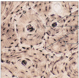 <p>running through the center of each osteon is a</p>