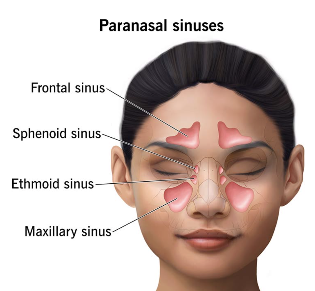 <p>Sphenoid sinus </p>